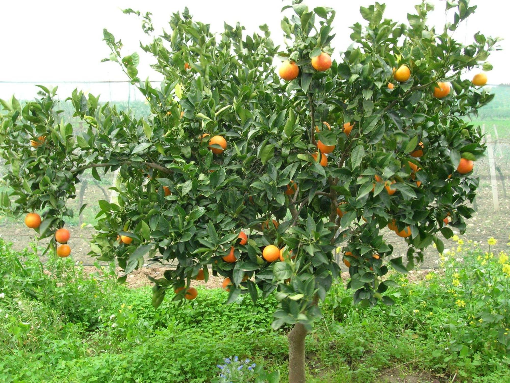 Agriturismo Baglio Donna Santa Dattilo ภายนอก รูปภาพ